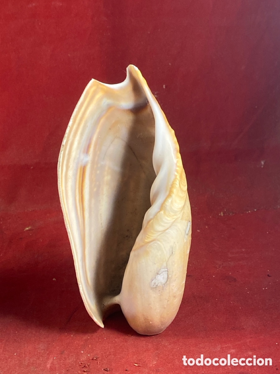 Coleccionismo de moluscos: CONCHAS MARINAS - Foto 2