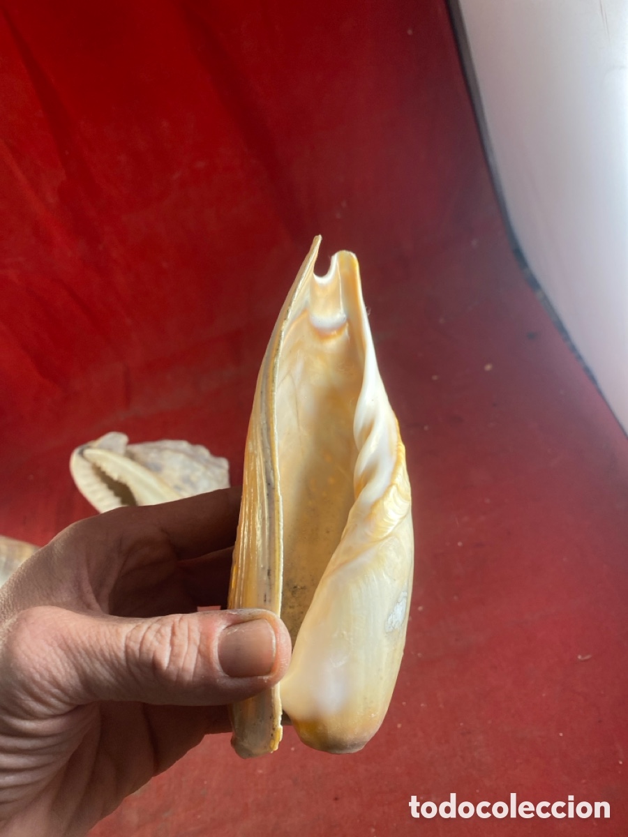 Coleccionismo de moluscos: CONCHAS MARINAS - Foto 4