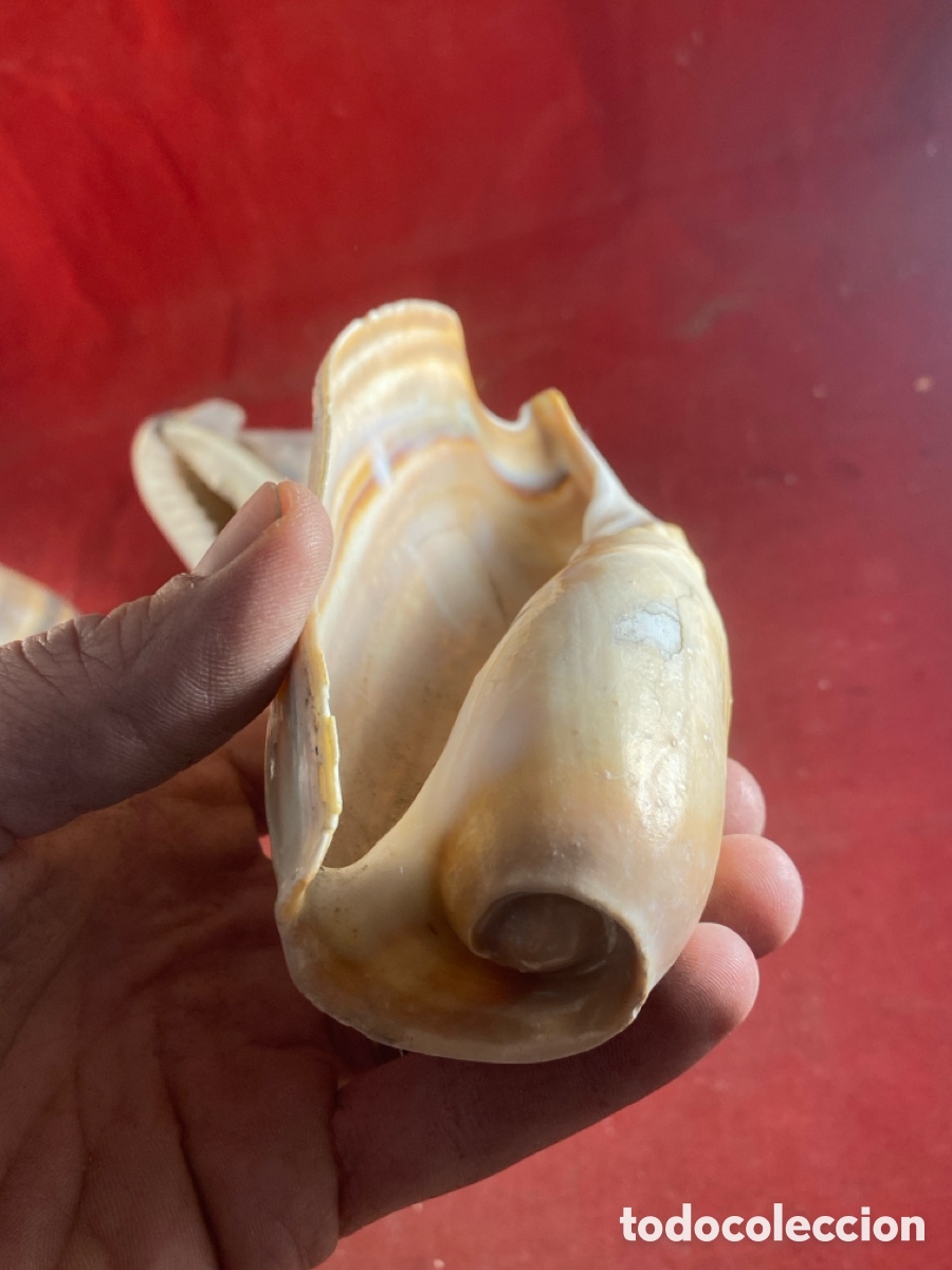 Coleccionismo de moluscos: CONCHAS MARINAS - Foto 5