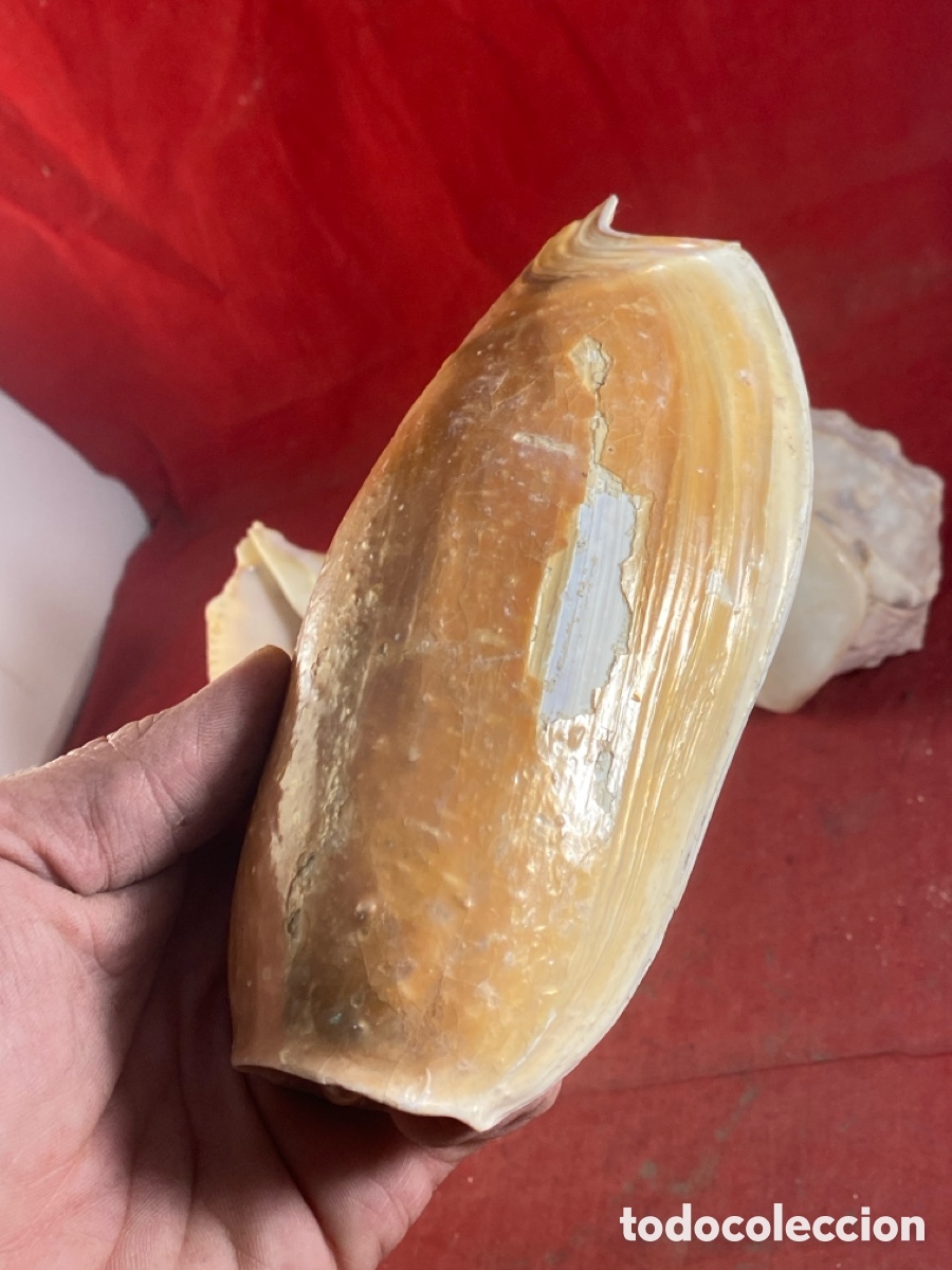 Coleccionismo de moluscos: CONCHAS MARINAS - Foto 6