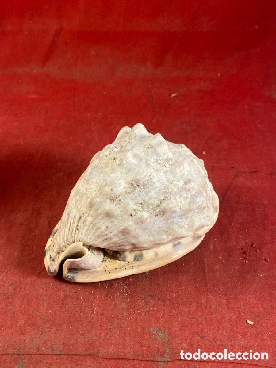 Coleccionismo de moluscos: CONCHAS MARINAS - Foto 8