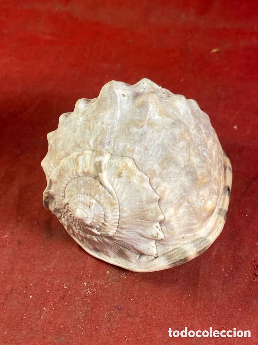 Coleccionismo de moluscos: CONCHAS MARINAS - Foto 10