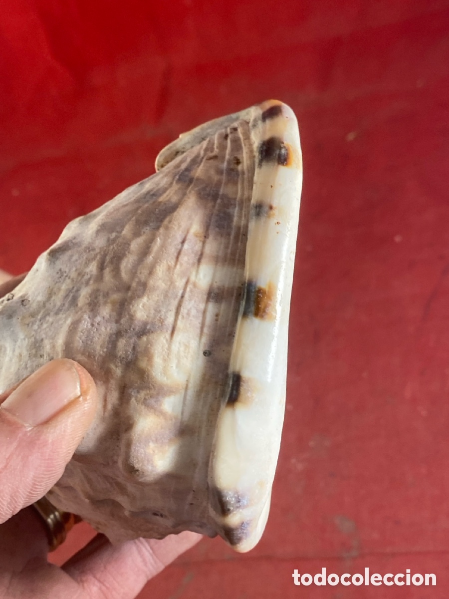 Coleccionismo de moluscos: CONCHAS MARINAS - Foto 12
