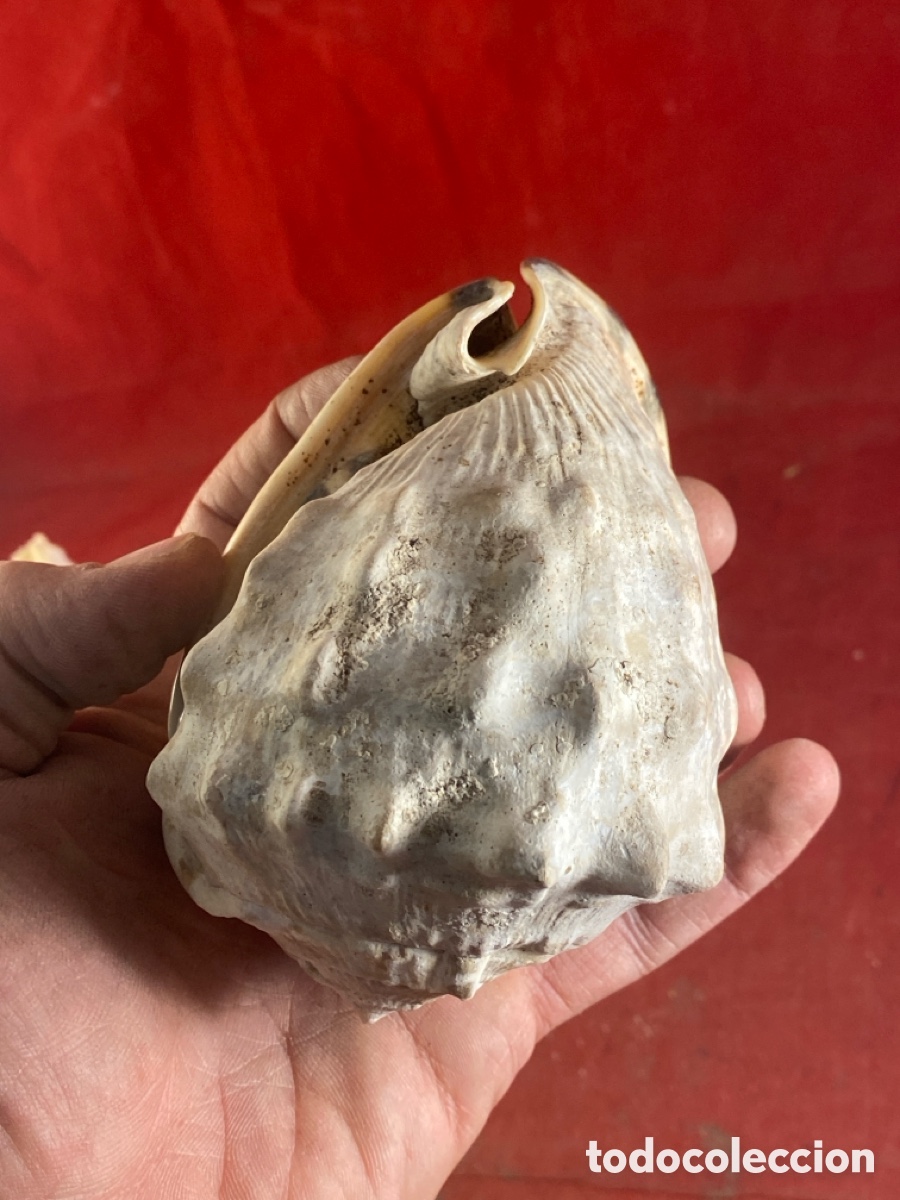 Coleccionismo de moluscos: CONCHAS MARINAS - Foto 13