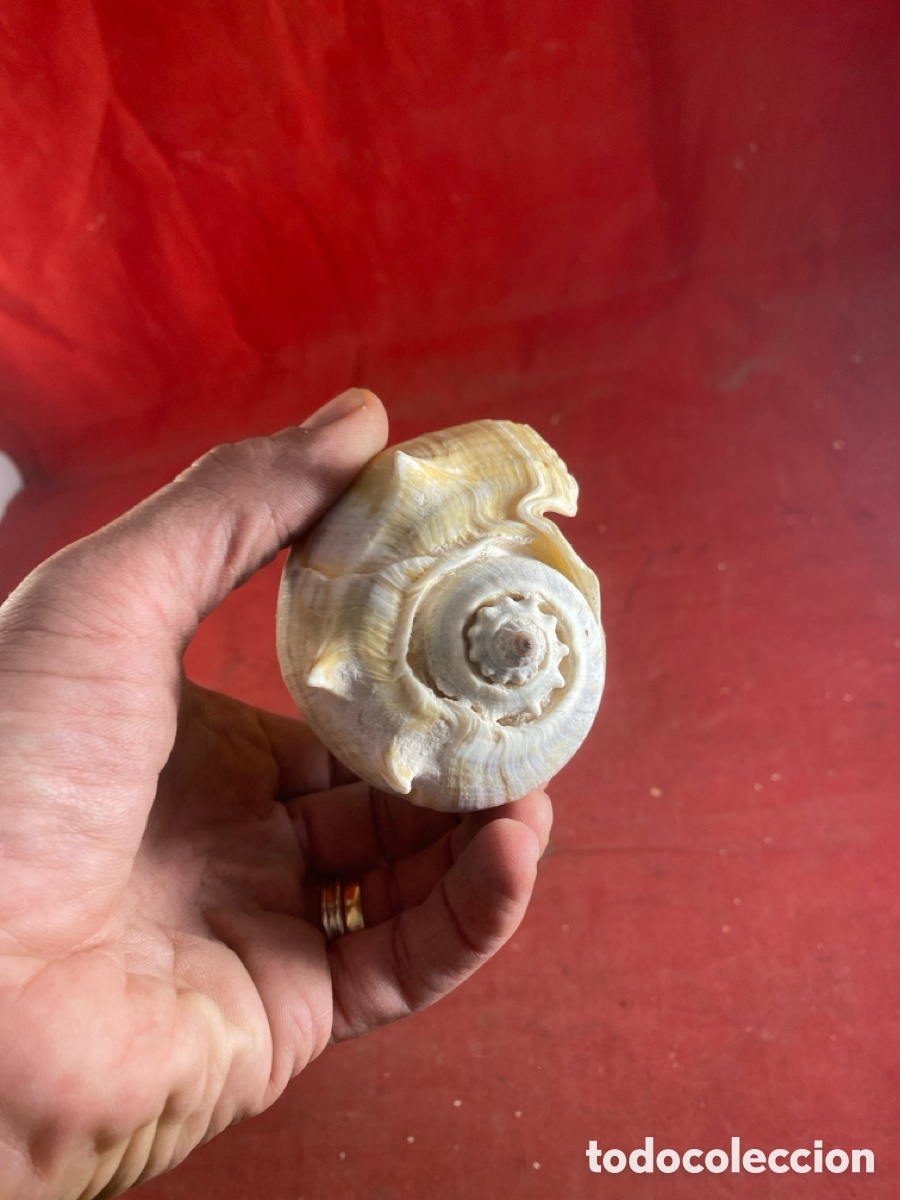 Coleccionismo de moluscos: CONCHAS MARINAS - Foto 15