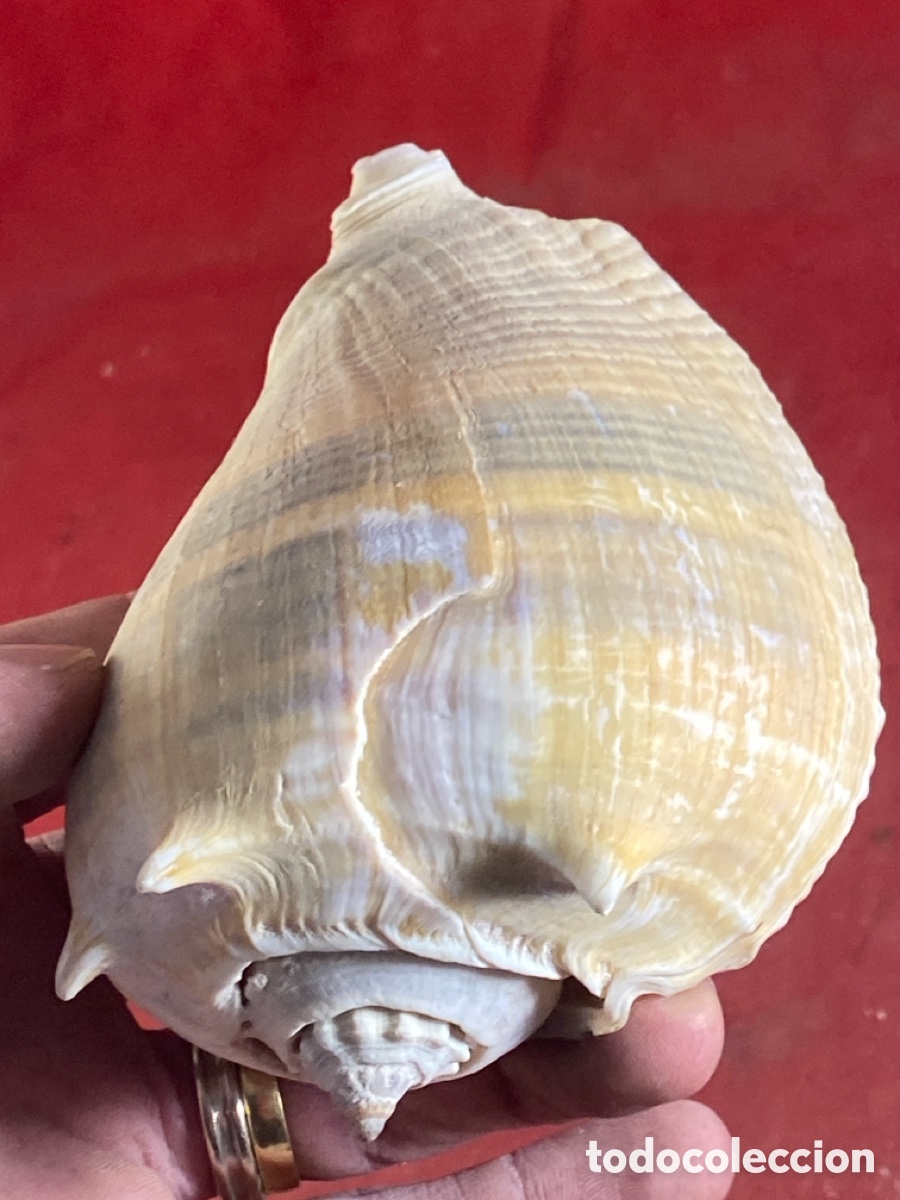 Coleccionismo de moluscos: CONCHAS MARINAS - Foto 16