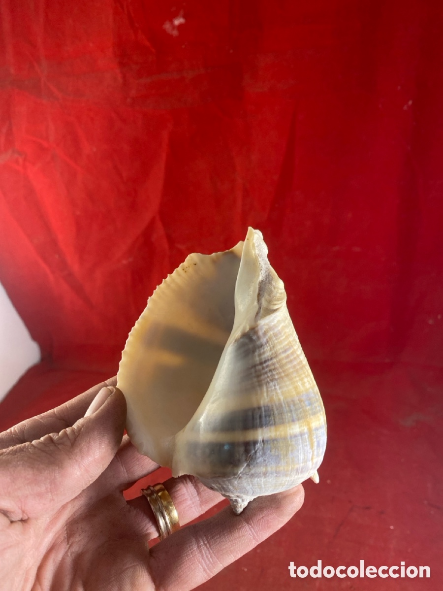 Coleccionismo de moluscos: CONCHAS MARINAS - Foto 17