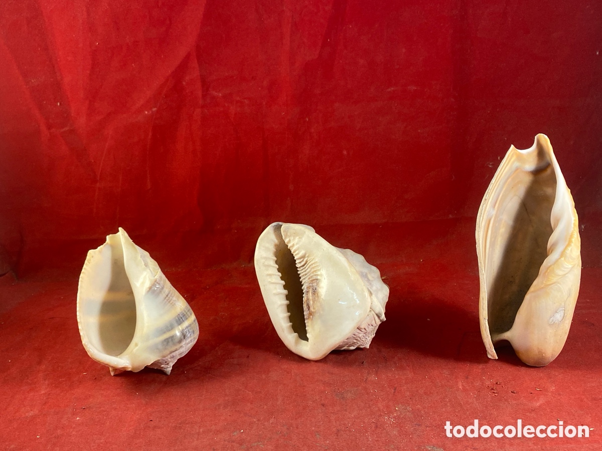 Coleccionismo de moluscos: CONCHAS MARINAS - Foto 1
