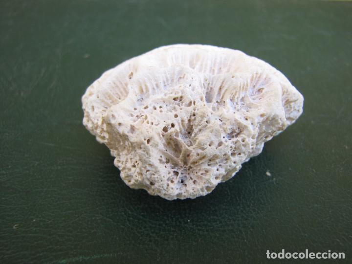 Coleccionismo de moluscos: 76.- Coral. 6 cm - Foto 2