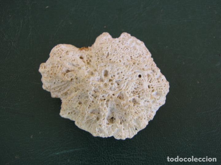Coleccionismo de moluscos: 76.- Coral. 6 cm - Foto 3