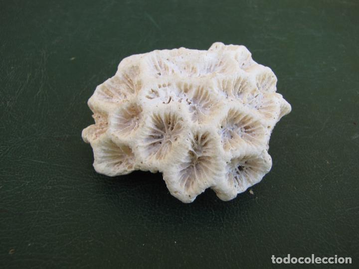 Coleccionismo de moluscos: 76.- Coral. 6 cm - Foto 1