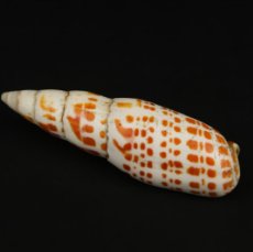 Coleccionismo de moluscos: ANTIGUA CARACOLA MARINA
