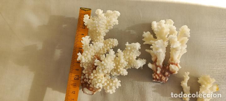 Coleccionismo de moluscos: PIEZAS O TROZOS DE CORAL BLANCO. - Foto 2