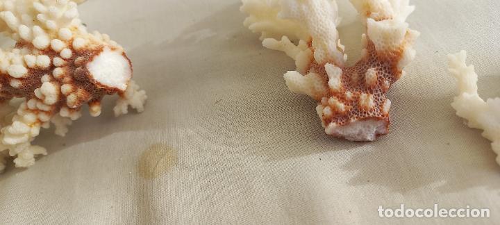Coleccionismo de moluscos: PIEZAS O TROZOS DE CORAL BLANCO. - Foto 3