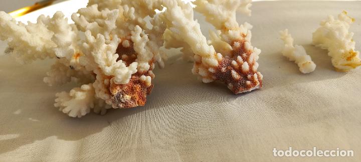 Coleccionismo de moluscos: PIEZAS O TROZOS DE CORAL BLANCO. - Foto 4