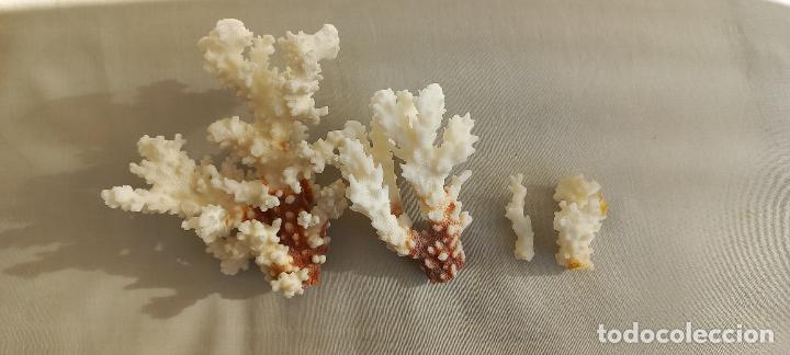Coleccionismo de moluscos: PIEZAS O TROZOS DE CORAL BLANCO. - Foto 5