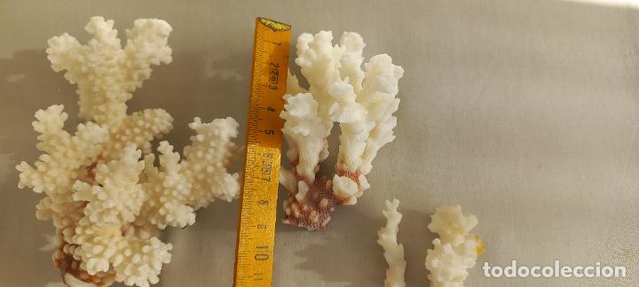 Coleccionismo de moluscos: PIEZAS O TROZOS DE CORAL BLANCO. - Foto 6
