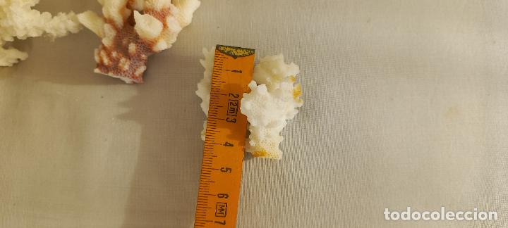 Coleccionismo de moluscos: PIEZAS O TROZOS DE CORAL BLANCO. - Foto 7
