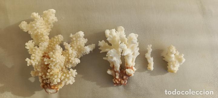 Coleccionismo de moluscos: PIEZAS O TROZOS DE CORAL BLANCO. - Foto 1