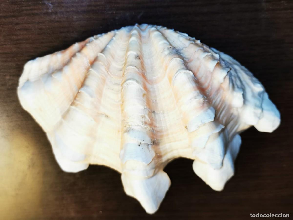 Coleccionismo de moluscos: Concha de Hippopus hippopus - Foto 1