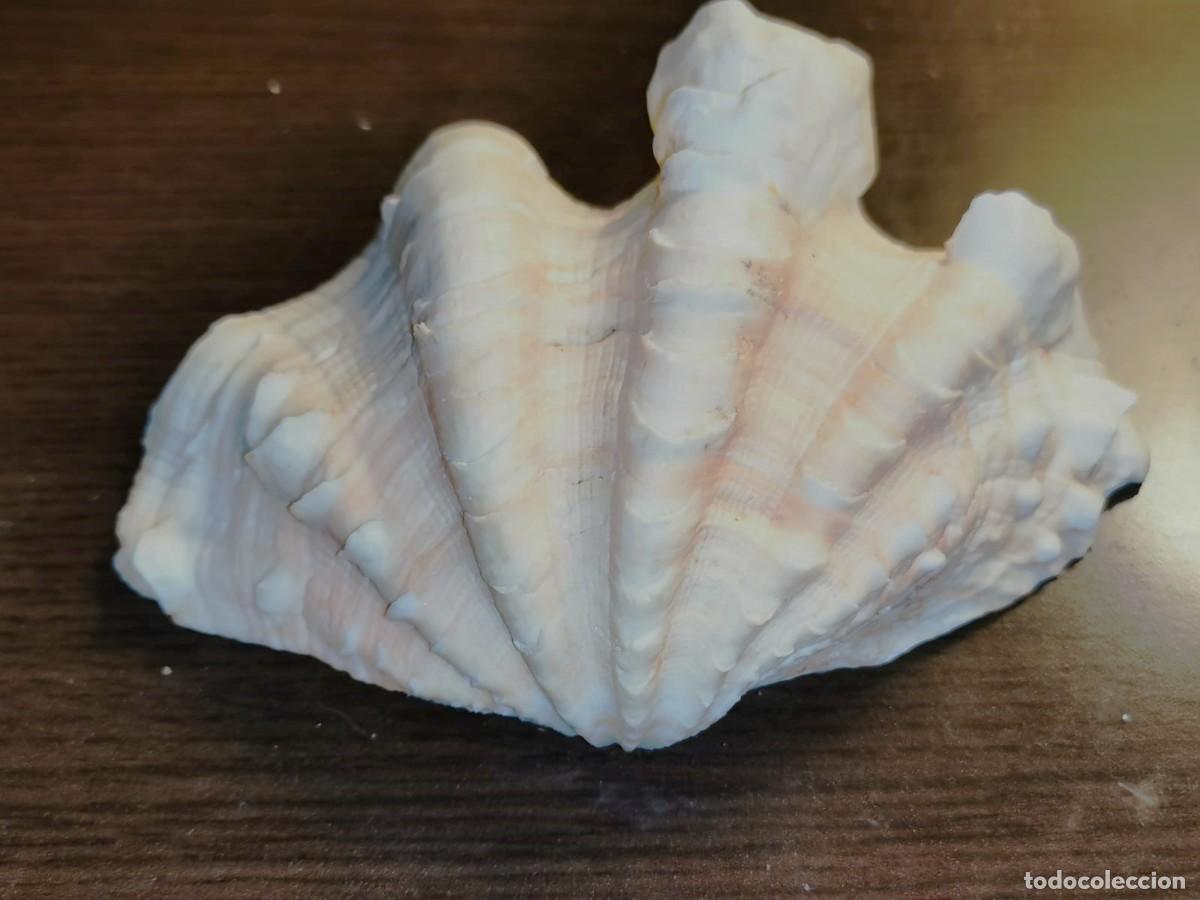 Coleccionismo de moluscos: Concha de Hippopus hippopus - Foto 2