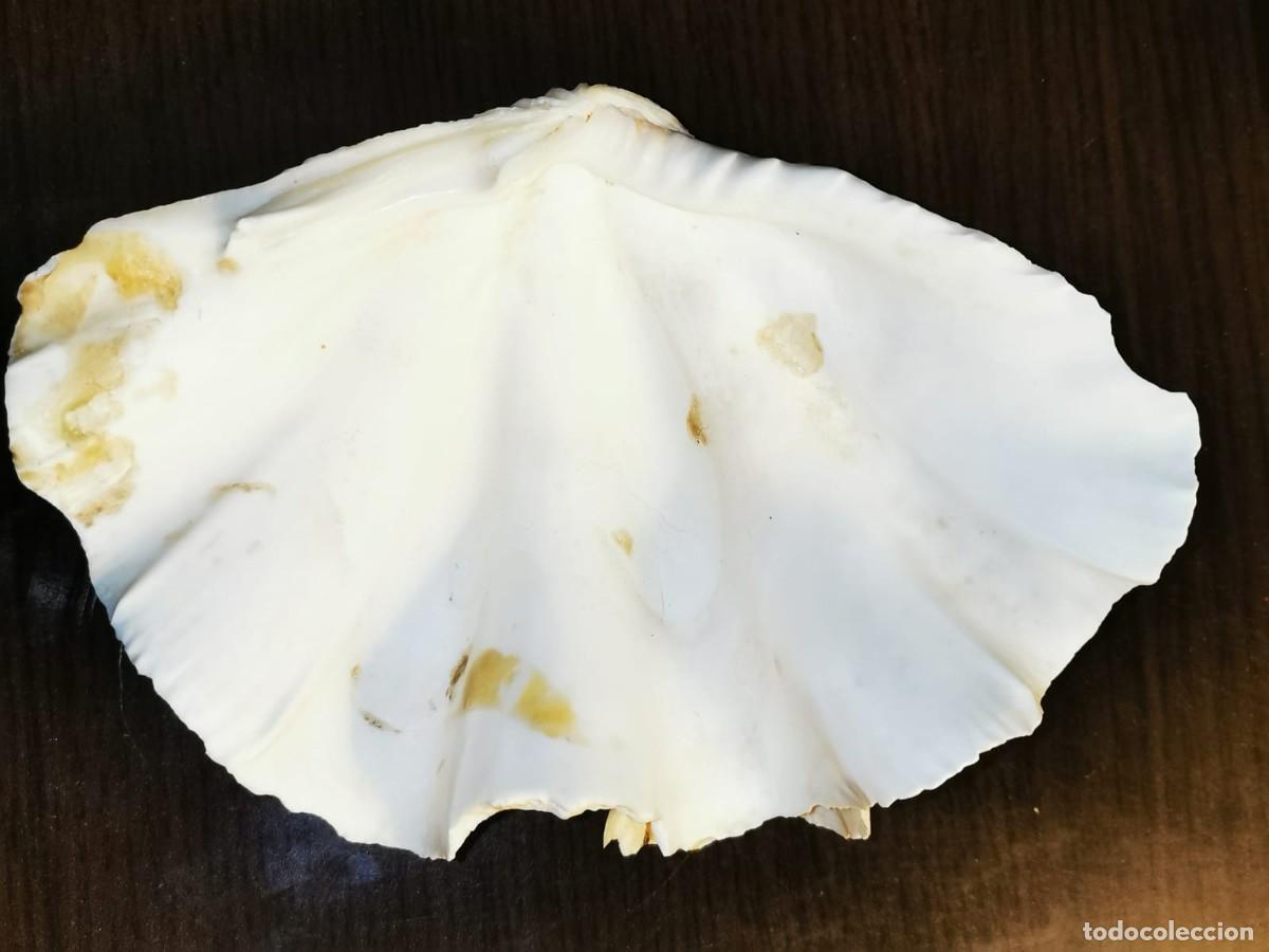 Coleccionismo de moluscos: Concha de Hippopus hippopus - Foto 3