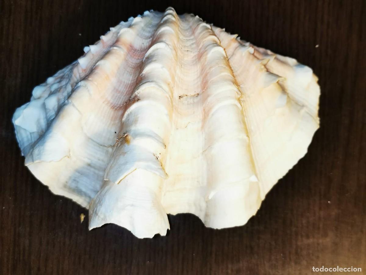 Coleccionismo de moluscos: Concha de Hippopus hippopus - Foto 1