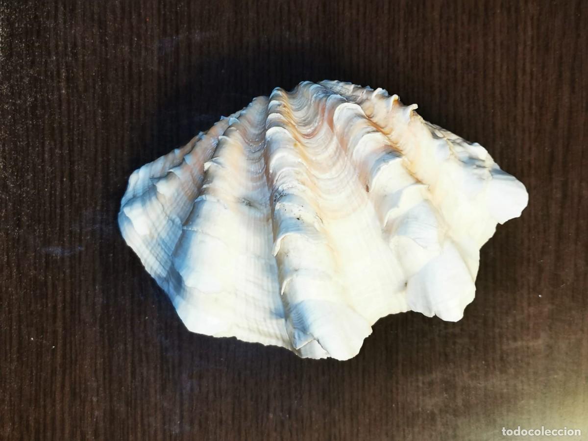 Coleccionismo de moluscos: Concha de Hippopus hippopus - Foto 2