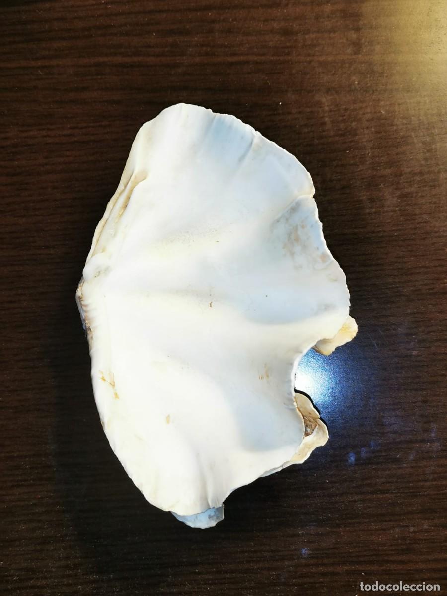 Coleccionismo de moluscos: Concha de Hippopus hippopus - Foto 3
