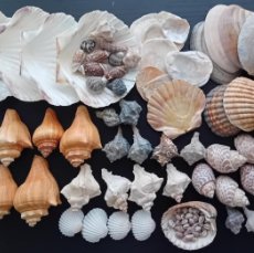 Coleccionismo de moluscos: LOTAZO + DE 2,5 KG CARACOLAS Y CONCHAS DE MAR SNAIL SHELLS TRIVIA MONACHA
