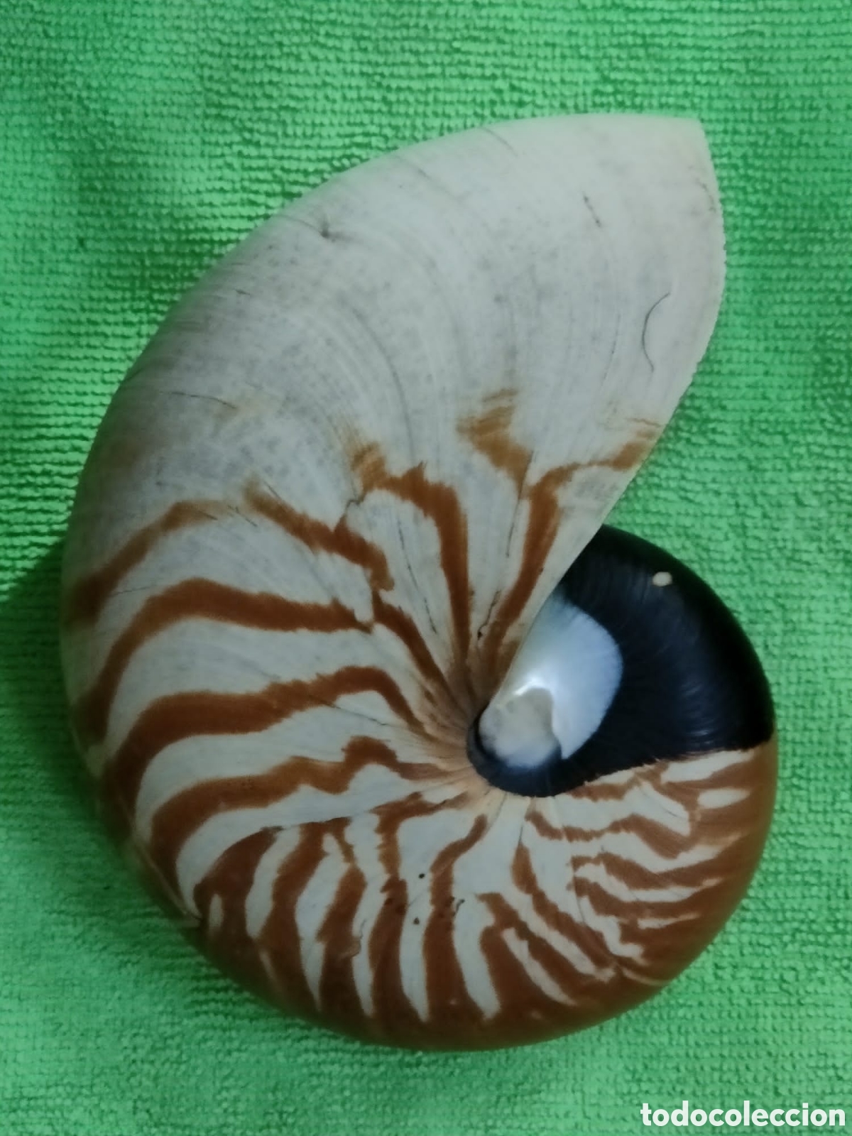 Coleccionismo de moluscos: CARACOLA NAUTILIUS - Foto 3