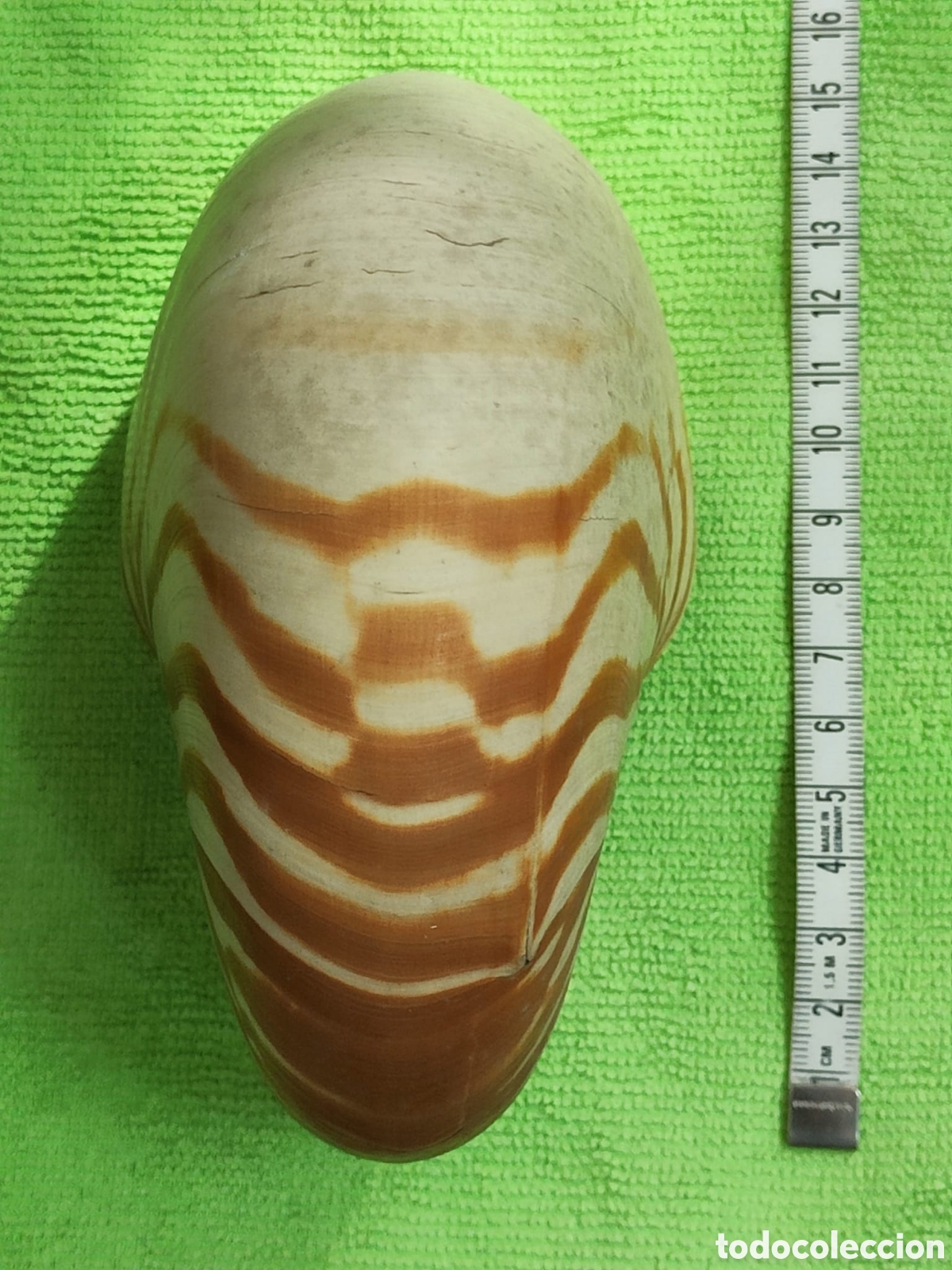 Coleccionismo de moluscos: CARACOLA NAUTILIUS - Foto 4