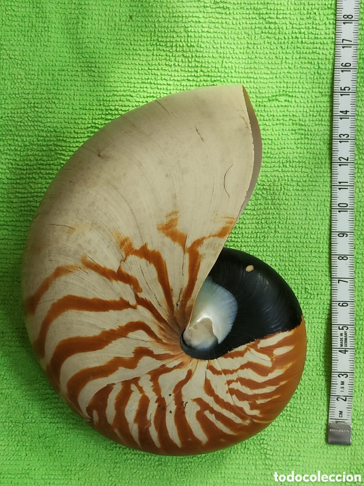 Coleccionismo de moluscos: CARACOLA NAUTILIUS - Foto 5