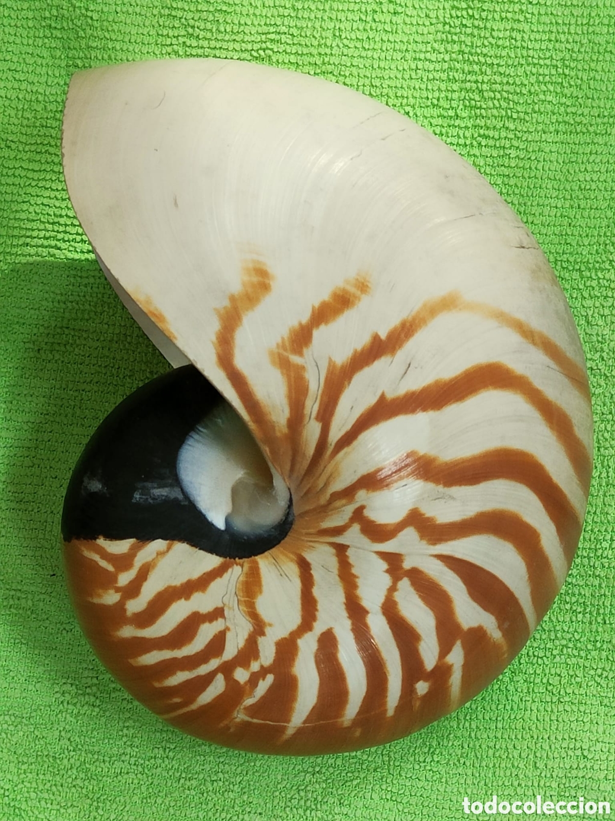 Coleccionismo de moluscos: CARACOLA NAUTILIUS - Foto 2