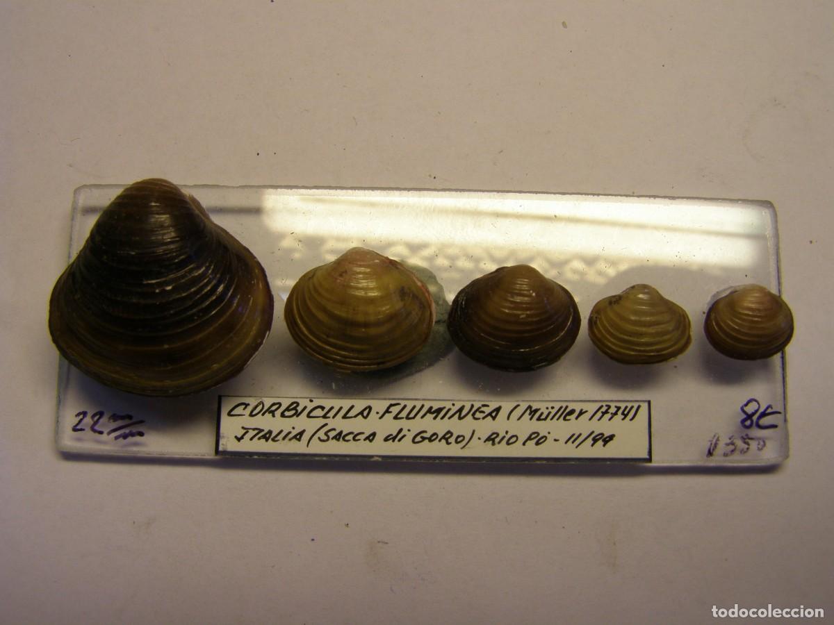 Coleccionismo de moluscos: Bivalvo shell corbicula fluminea. Italia. - Foto 1
