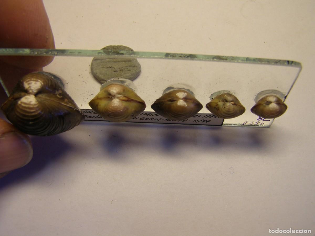 Coleccionismo de moluscos: Bivalvo shell corbicula fluminea. Italia. - Foto 2