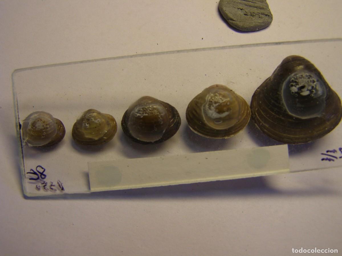 Coleccionismo de moluscos: Bivalvo shell corbicula fluminea. Italia. - Foto 3