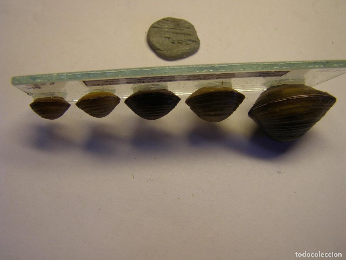 Coleccionismo de moluscos: Bivalvo shell corbicula fluminea. Italia. - Foto 4