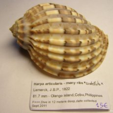 Collezionismo di molluschi: CARACOL SNAIL SHELL HARPA ARTICULARIS COSTELLATA. FILIPINAS.