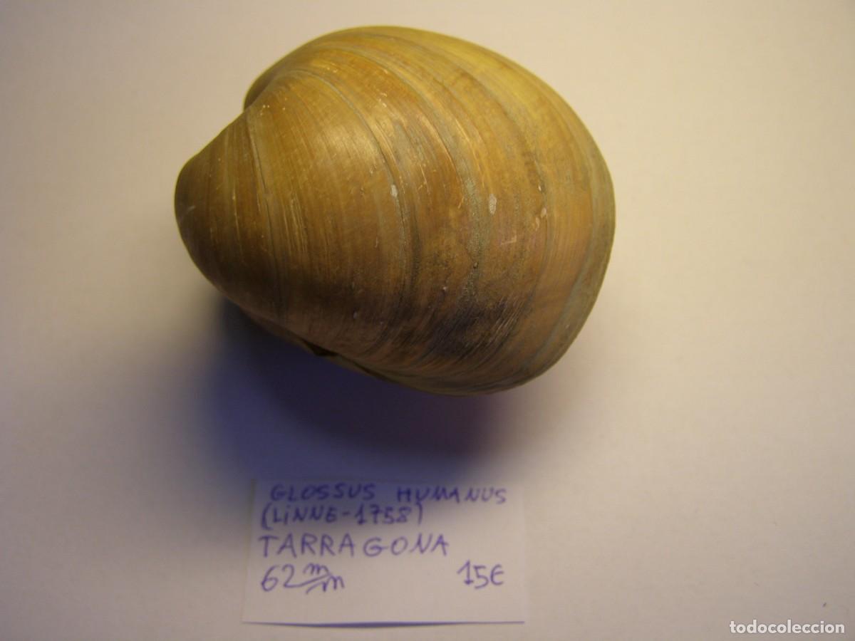 Coleccionismo de moluscos: Bivalvo shell glossus humanus. Tarragona. - Foto 1