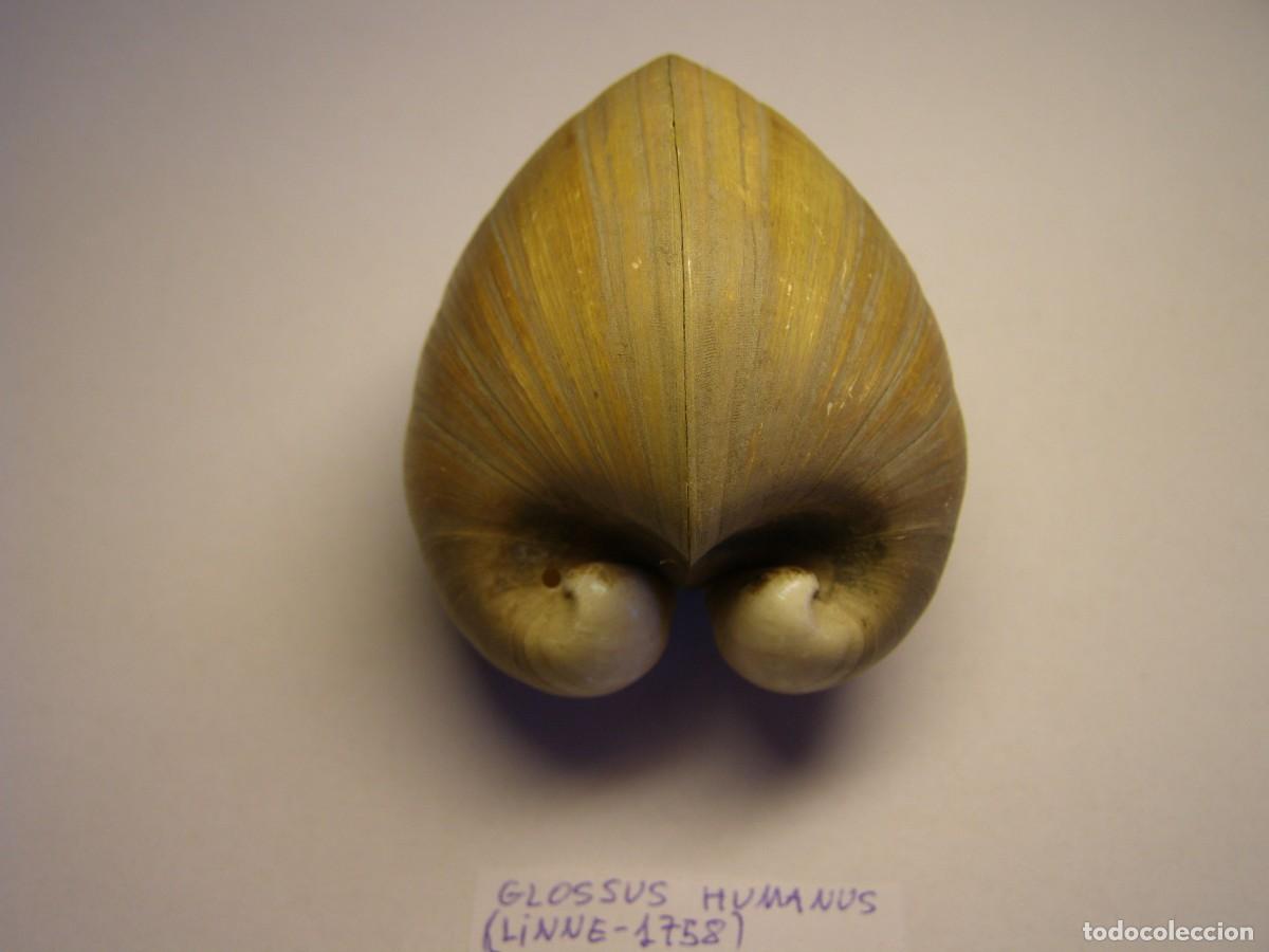 Coleccionismo de moluscos: Bivalvo shell glossus humanus. Tarragona. - Foto 2
