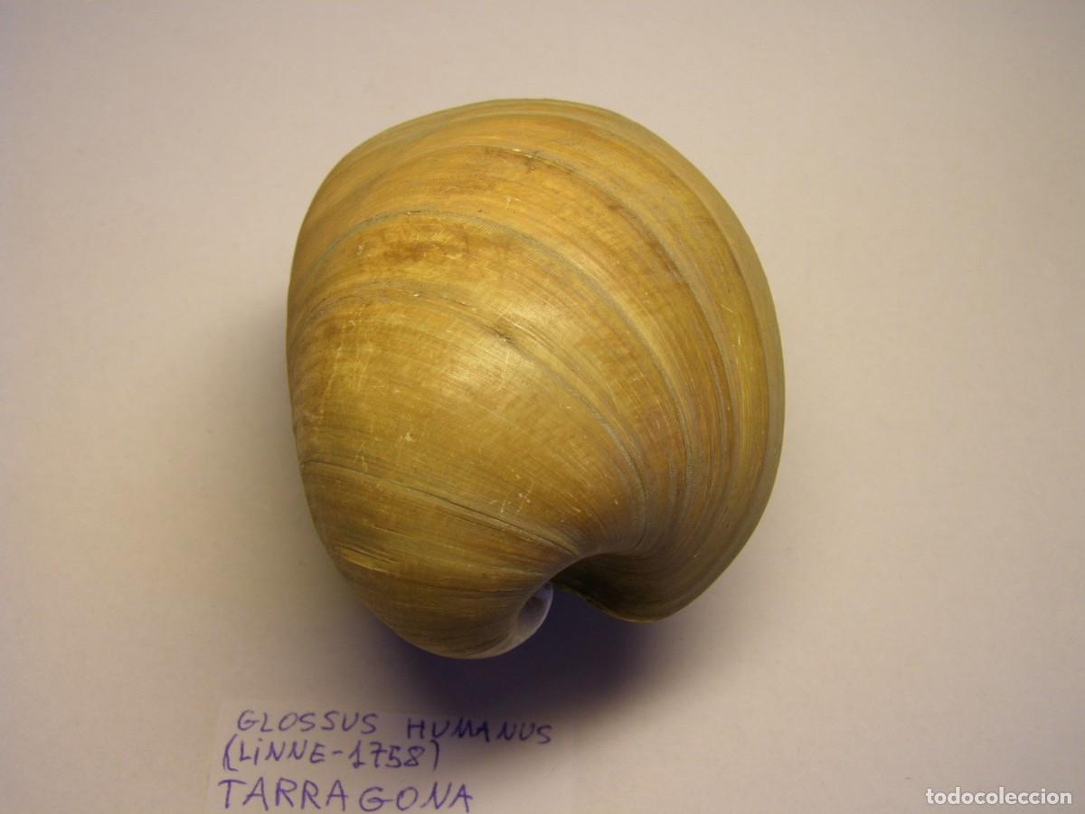 Coleccionismo de moluscos: Bivalvo shell glossus humanus. Tarragona. - Foto 3