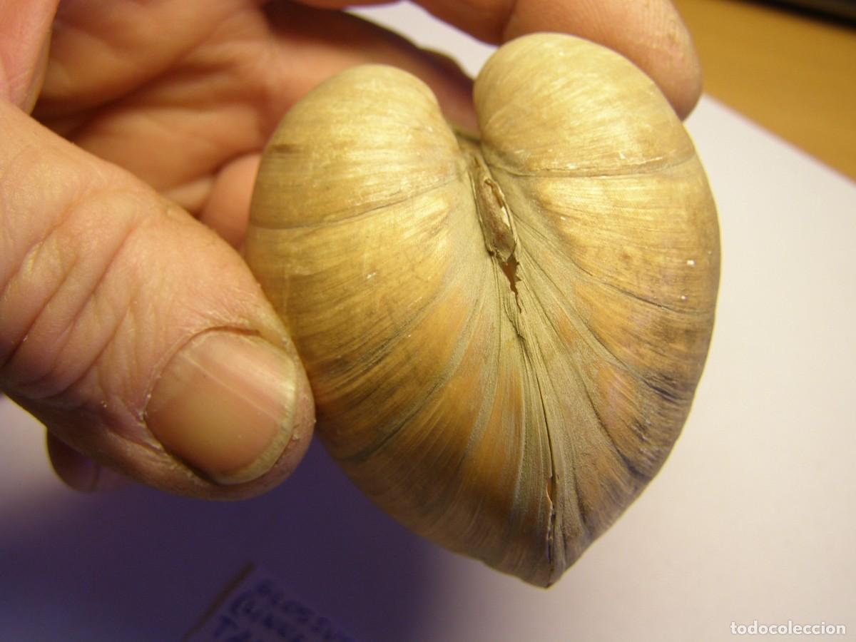 Coleccionismo de moluscos: Bivalvo shell glossus humanus. Tarragona. - Foto 4