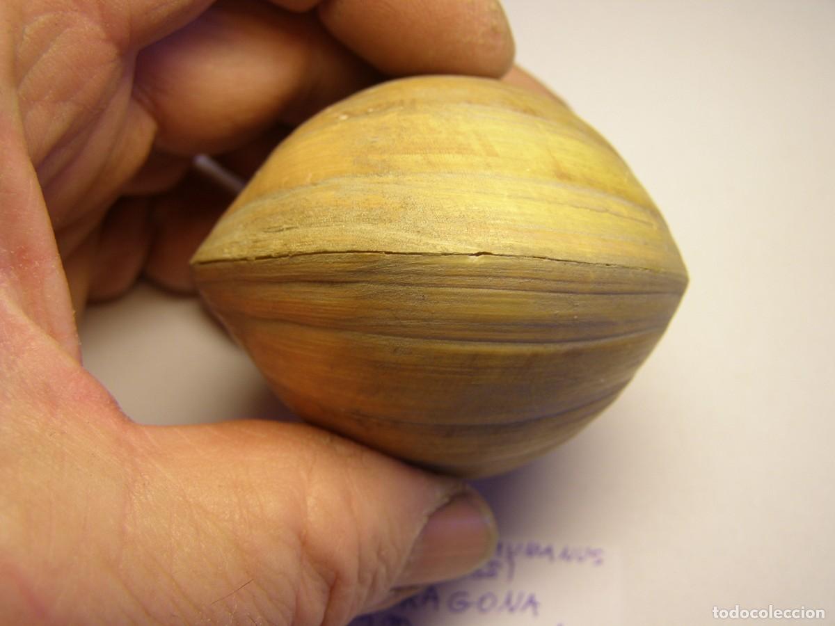 Coleccionismo de moluscos: Bivalvo shell glossus humanus. Tarragona. - Foto 5