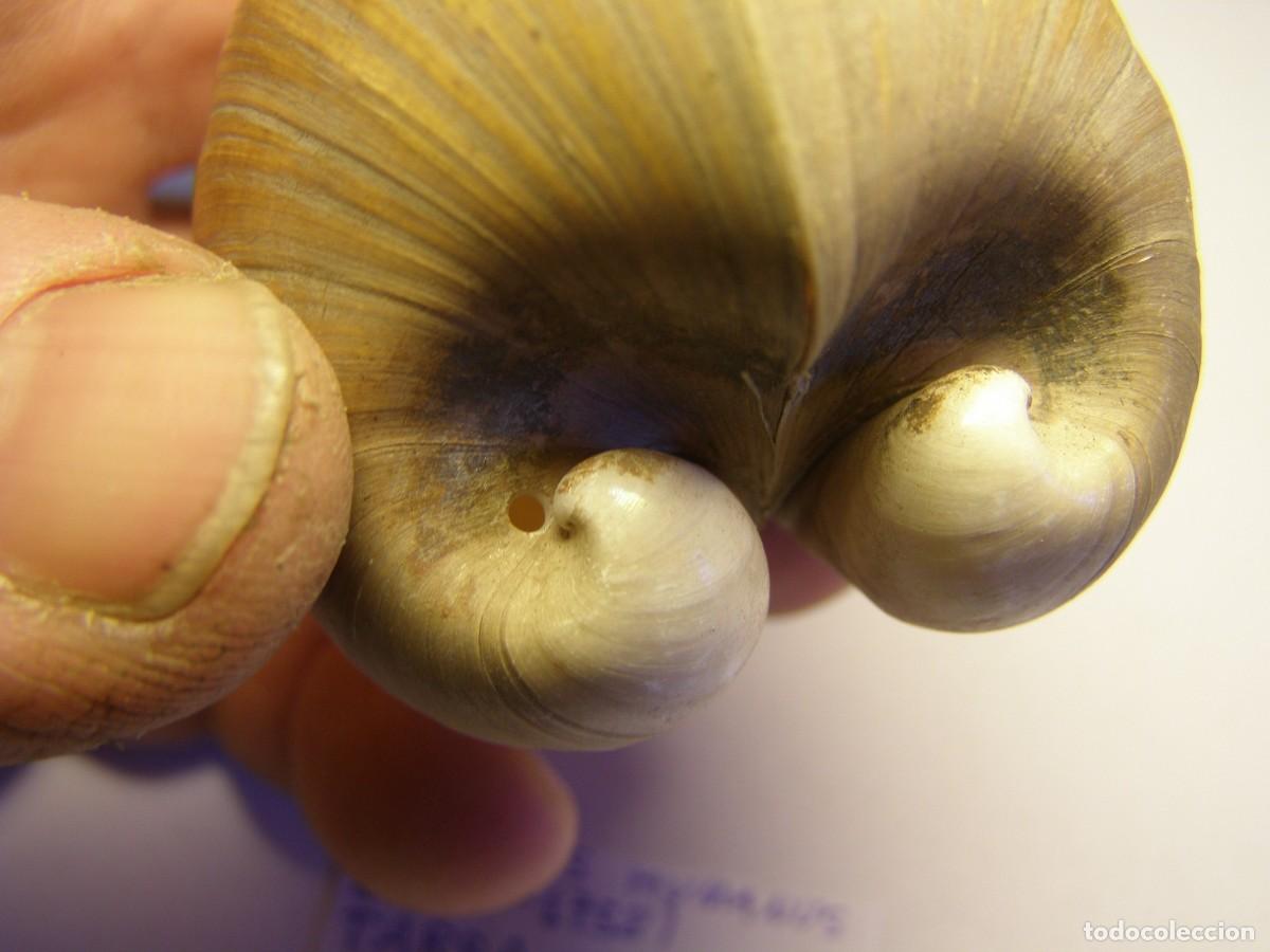 Coleccionismo de moluscos: Bivalvo shell glossus humanus. Tarragona. - Foto 6