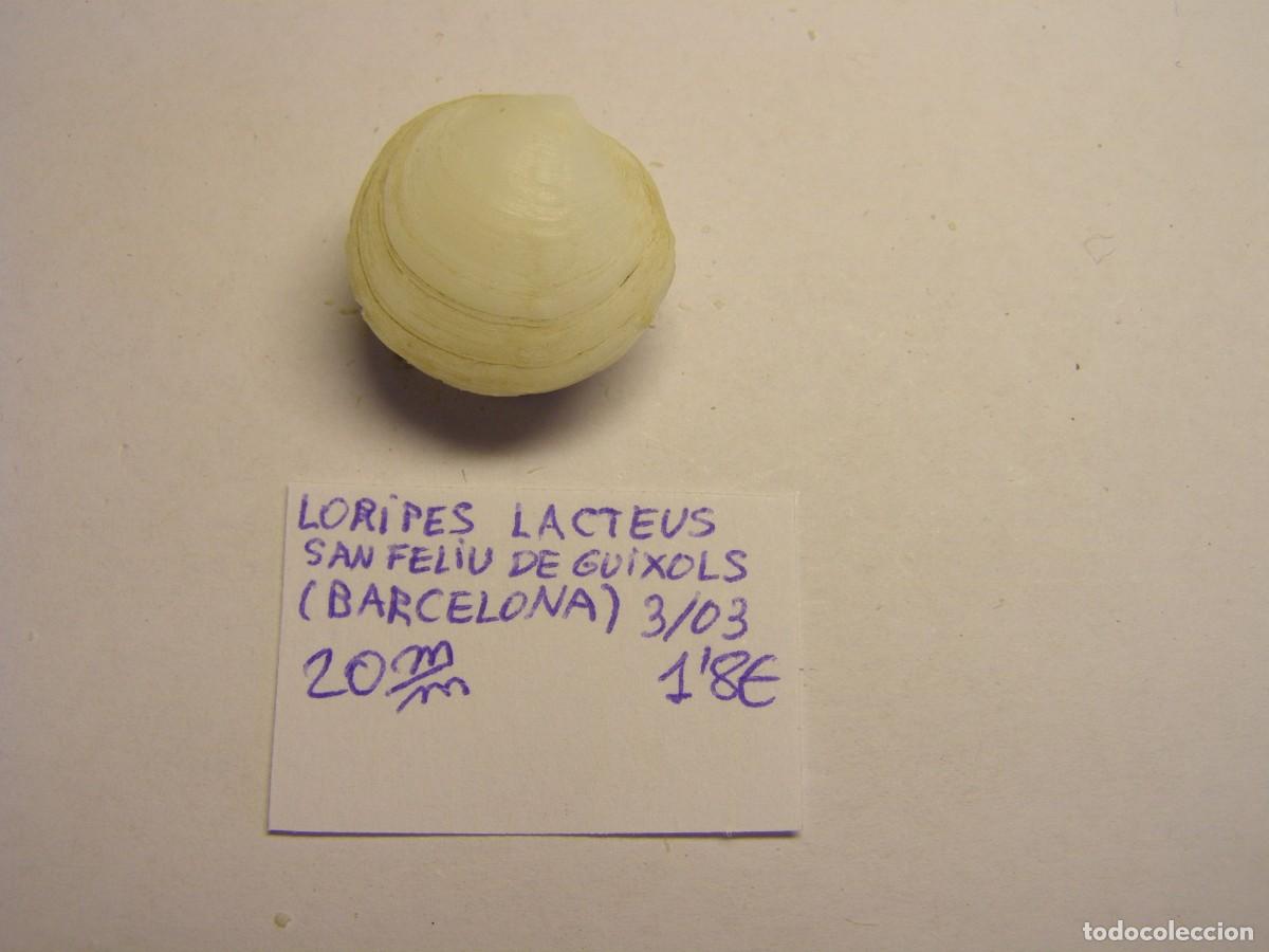 Coleccionismo de moluscos: Bivalvo shell loripes lacteus. Barcelona. - Foto 1