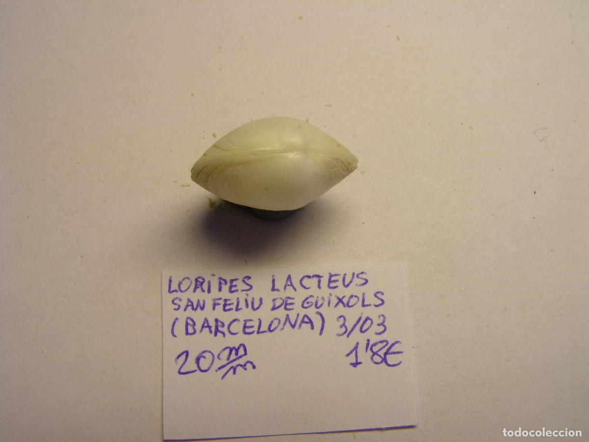 Coleccionismo de moluscos: Bivalvo shell loripes lacteus. Barcelona. - Foto 2