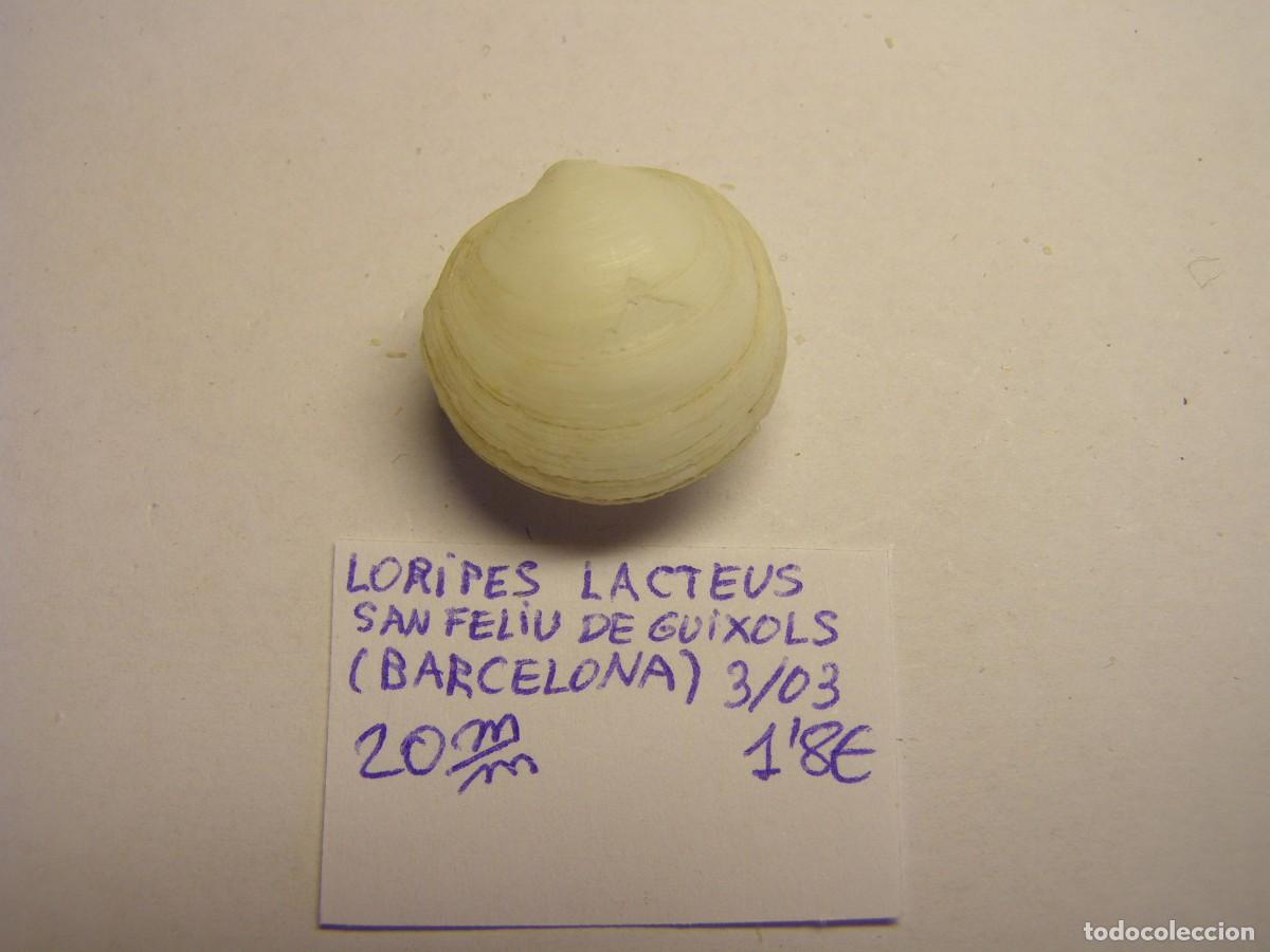 Coleccionismo de moluscos: Bivalvo shell loripes lacteus. Barcelona. - Foto 3