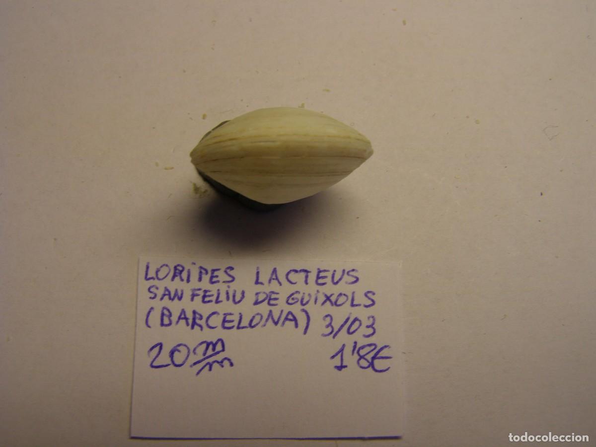 Coleccionismo de moluscos: Bivalvo shell loripes lacteus. Barcelona. - Foto 4