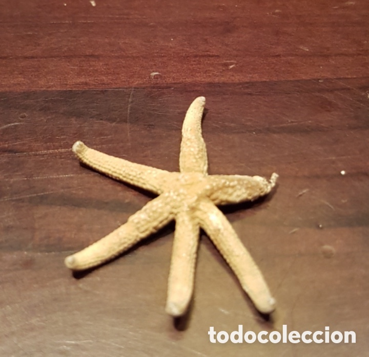 Coleccionismo de moluscos: Antigua colecci&oacute;n de conchas y caracolas - Foto 5